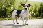 Jack Russell Terrier