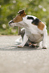 itching Jack Russell Terrier