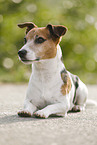 lying Jack Russell Terrier