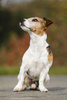 sitting Jack Russell Terrier