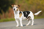 Jack Russell Terrier