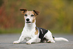 lying Jack Russell Terrier