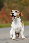 sitting Jack Russell Terrier