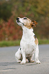 sitting Jack Russell Terrier