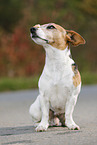 sitting Jack Russell Terrier