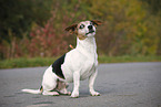 sitting Jack Russell Terrier