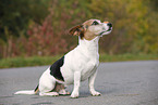 sitting Jack Russell Terrier