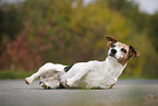 lying Jack Russell Terrier