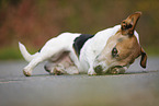 lying Jack Russell Terrier