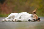 lying Jack Russell Terrier