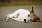 lying Jack Russell Terrier