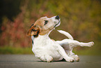 rolling Jack Russell Terrier