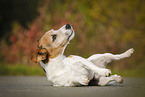 rolling Jack Russell Terrier