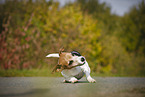 rolling Jack Russell Terrier