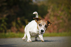 Jack Russell Terrier
