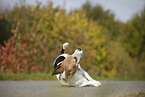 rolling Jack Russell Terrier