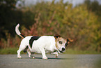 Jack Russell Terrier