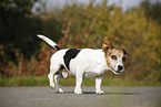 Jack Russell Terrier
