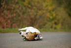 rolling Jack Russell Terrier