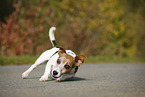 rolling Jack Russell Terrier