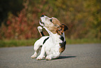 rolling Jack Russell Terrier