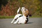 rolling Jack Russell Terrier