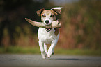 playing Jack Russell Terrier