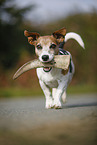 playing Jack Russell Terrier