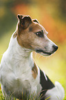 Jack Russell Terrier Portrait