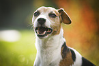 Jack Russell Terrier Portrait