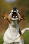 barking Jack Russell Terrier