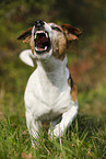 walking Jack Russell Terrier