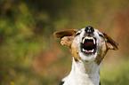 barking Jack Russell Terrier