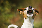 barking Jack Russell Terrier