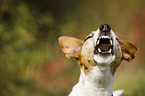 barking Jack Russell Terrier