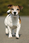 walking Jack Russell Terrier