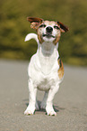 Jack Russell Terrier