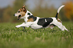 playing Jack Russell Terrier