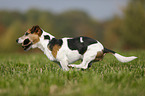playing Jack Russell Terrier