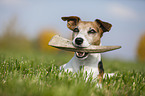lying Jack Russell Terrier