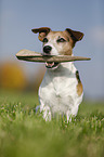 sitting Jack Russell Terrier