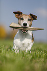 sitting Jack Russell Terrier