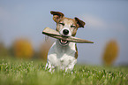 sitting Jack Russell Terrier