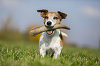 Jack Russell Terrier