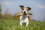 Jack Russell Terrier