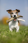 Jack Russell Terrier