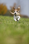 playing Jack Russell Terrier