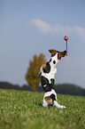 jumping Jack Russell Terrier