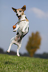 jumping Jack Russell Terrier