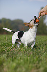 playing Jack Russell Terrier